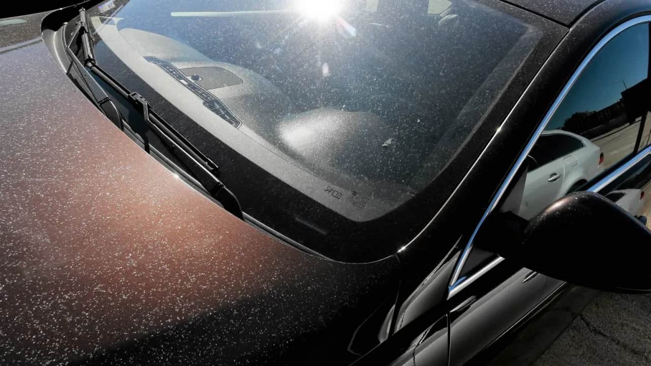 Żywica na lakierze? Usuń ją bezpiecznie! Poradnik Błażeja Szymańskiego.